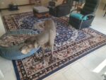 Persian Rug- Classic Blue Beige & White Kashan Design - Image 2