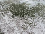 Green Area Rug