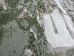 Green White runner